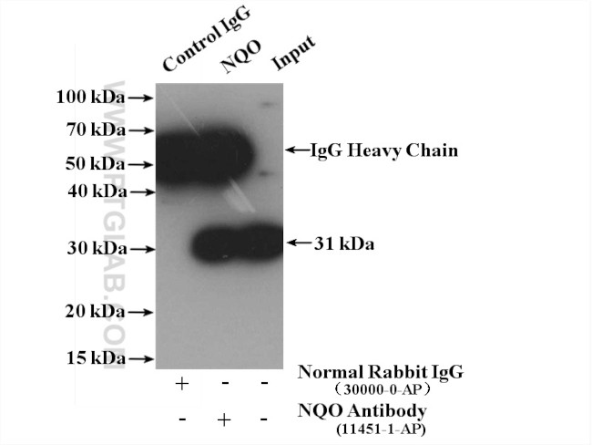 NQO1 Antibody in Immunoprecipitation (IP)