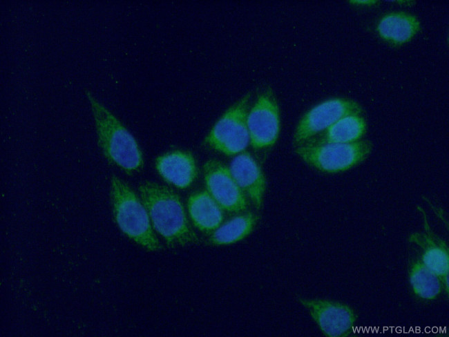 COX17 Antibody in Immunocytochemistry (ICC/IF)