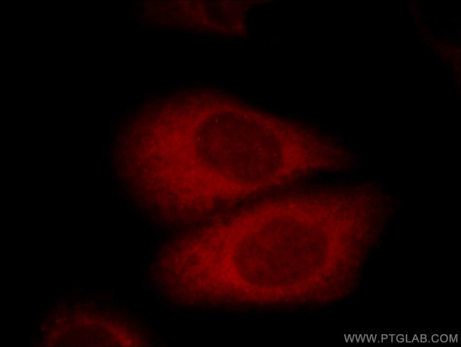 AGS3 Antibody in Immunocytochemistry (ICC/IF)