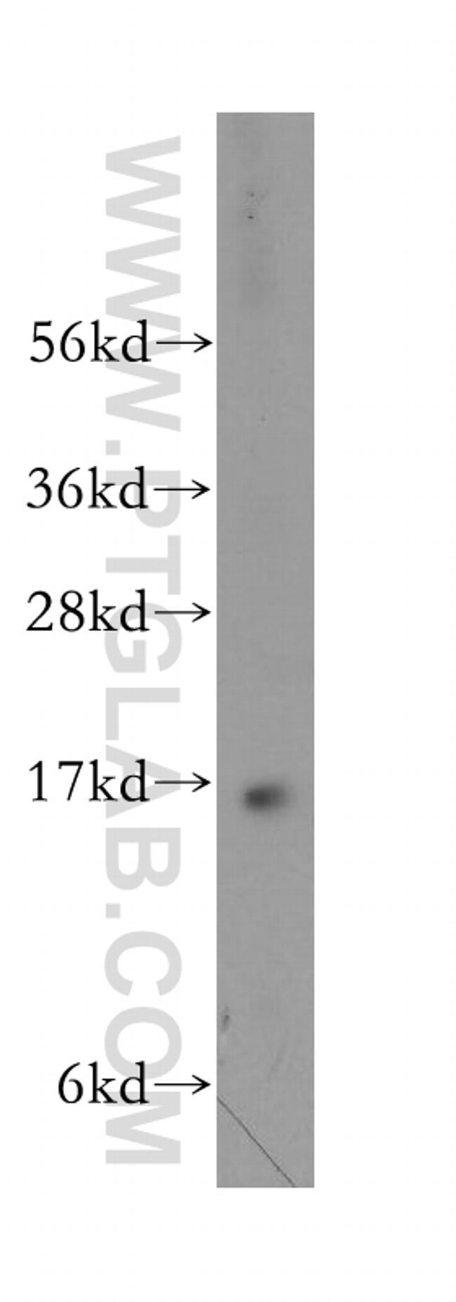 PRRG2 Antibody in Western Blot (WB)