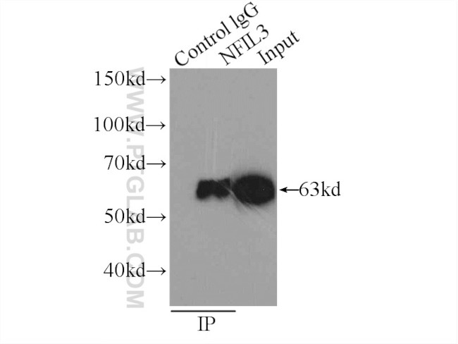 NFIL3 Antibody in Immunoprecipitation (IP)