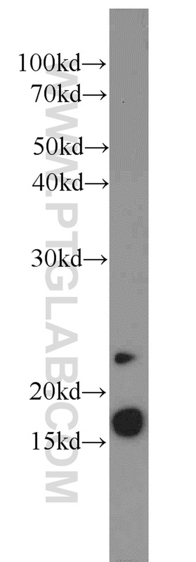 PRAP1 Antibody in Western Blot (WB)