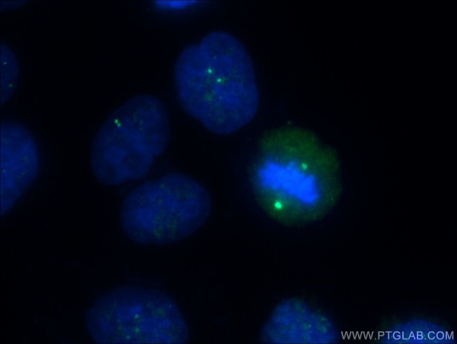 MLK3 Antibody in Immunocytochemistry (ICC/IF)