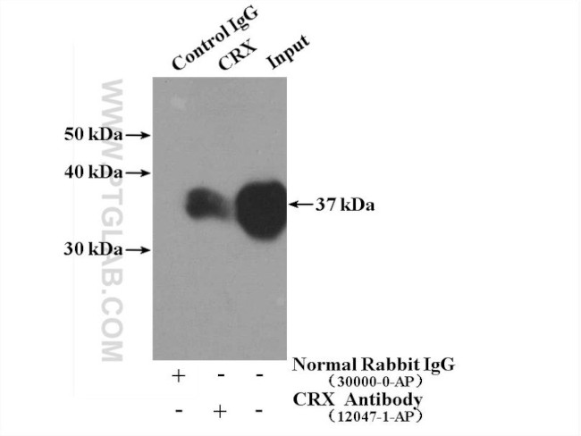 CRX Antibody in Immunoprecipitation (IP)