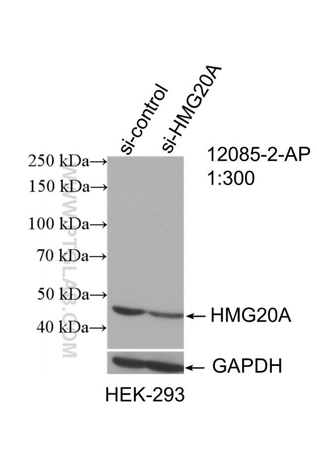 HMG20A Antibody in Western Blot (WB)
