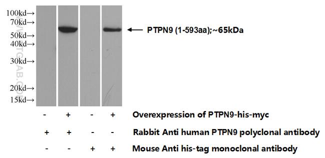 PTPN9 Antibody in Western Blot (WB)