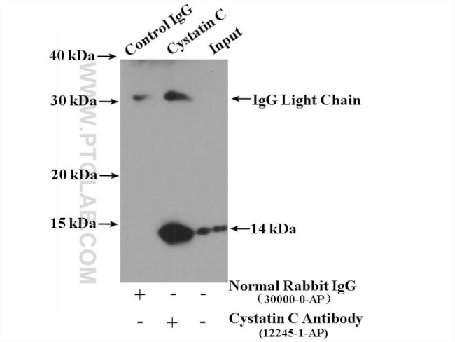 Cystatin C Antibody in Immunoprecipitation (IP)