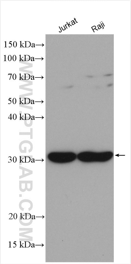 SLC25A11 Antibody in Western Blot (WB)