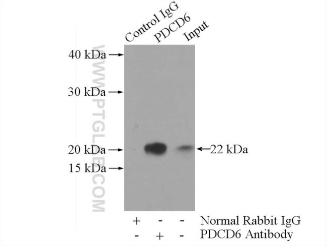 PDCD6 Antibody in Immunoprecipitation (IP)