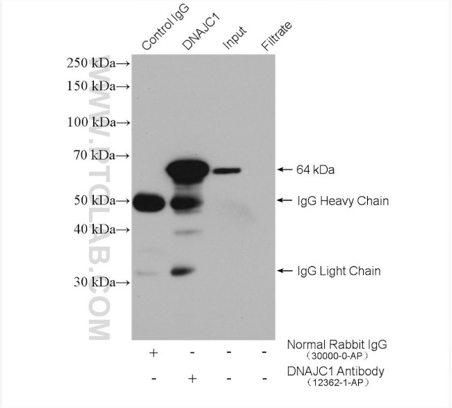 DNAJC1 Antibody in Immunoprecipitation (IP)