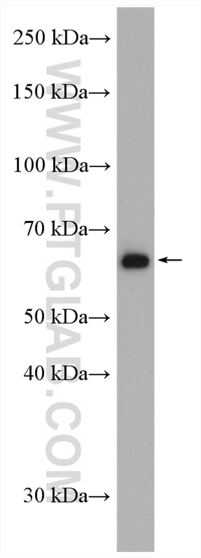 DNAJC1 Antibody in Western Blot (WB)