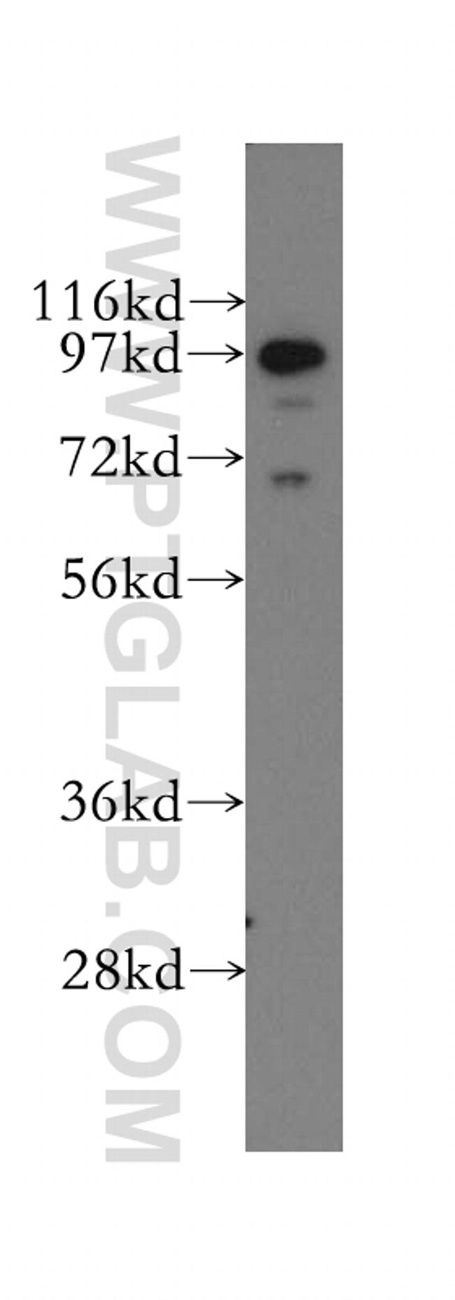 EPS8 Antibody in Western Blot (WB)