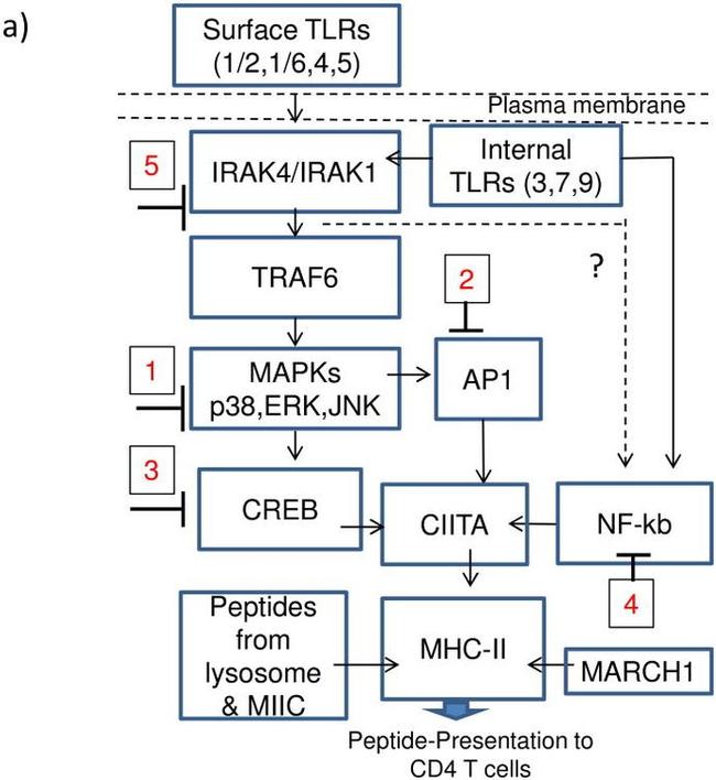MHC Class II (I-A) Antibody in Flow Cytometry (Flow)
