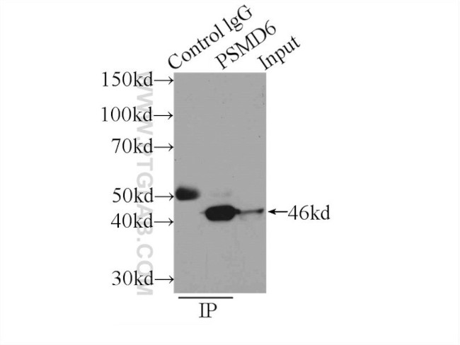 PSMD6 Antibody in Immunoprecipitation (IP)