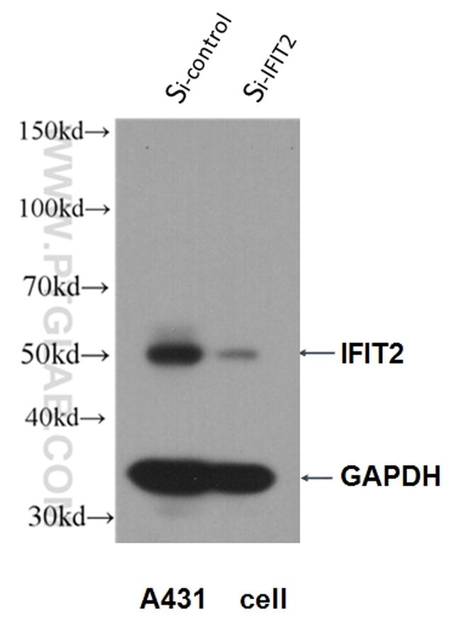 IFIT2 Antibody in Western Blot (WB)