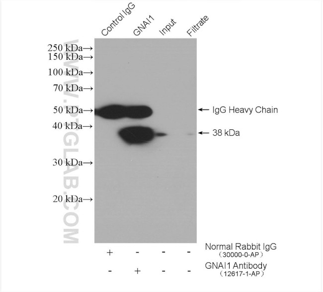 GNAI1 Antibody in Immunoprecipitation (IP)