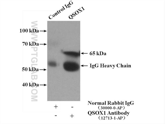 QSOX1 Antibody in Immunoprecipitation (IP)