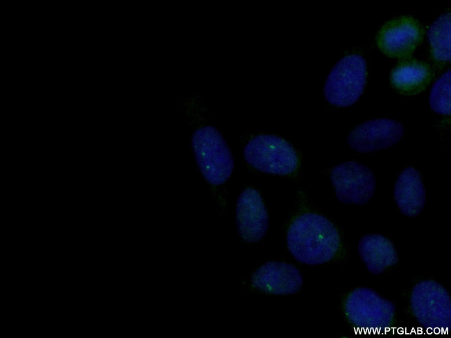 Centrin 1 Antibody in Immunocytochemistry (ICC/IF)