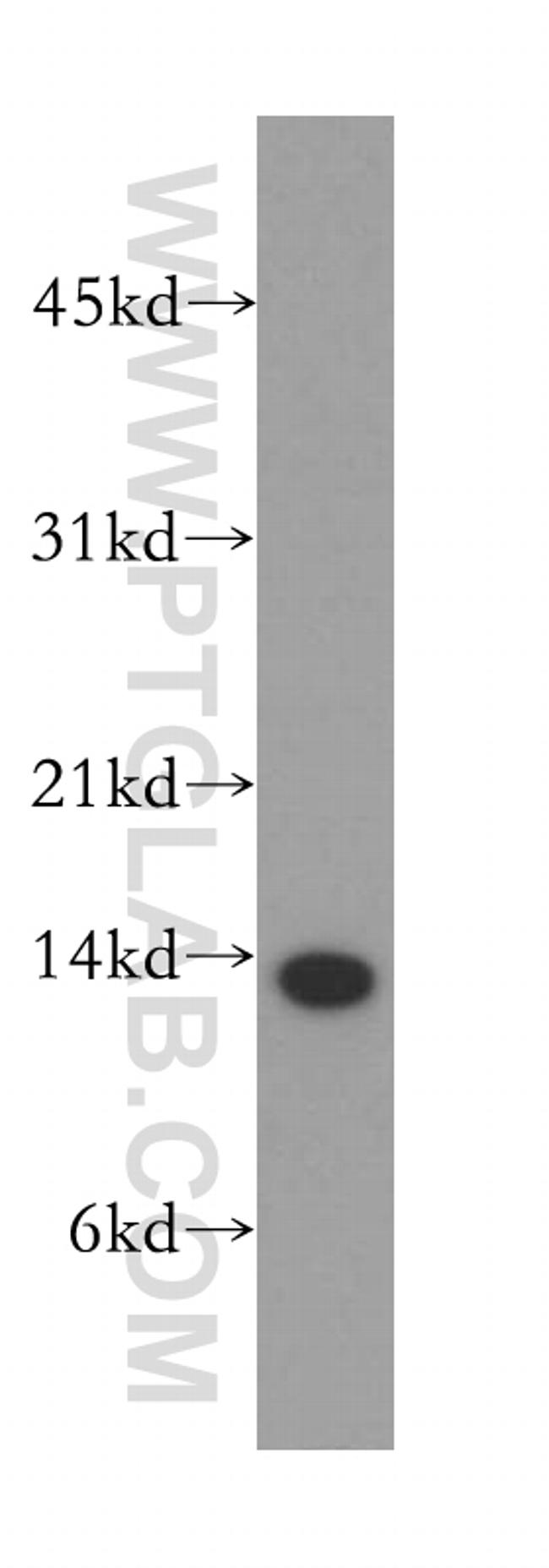 HRSP12 Antibody in Western Blot (WB)