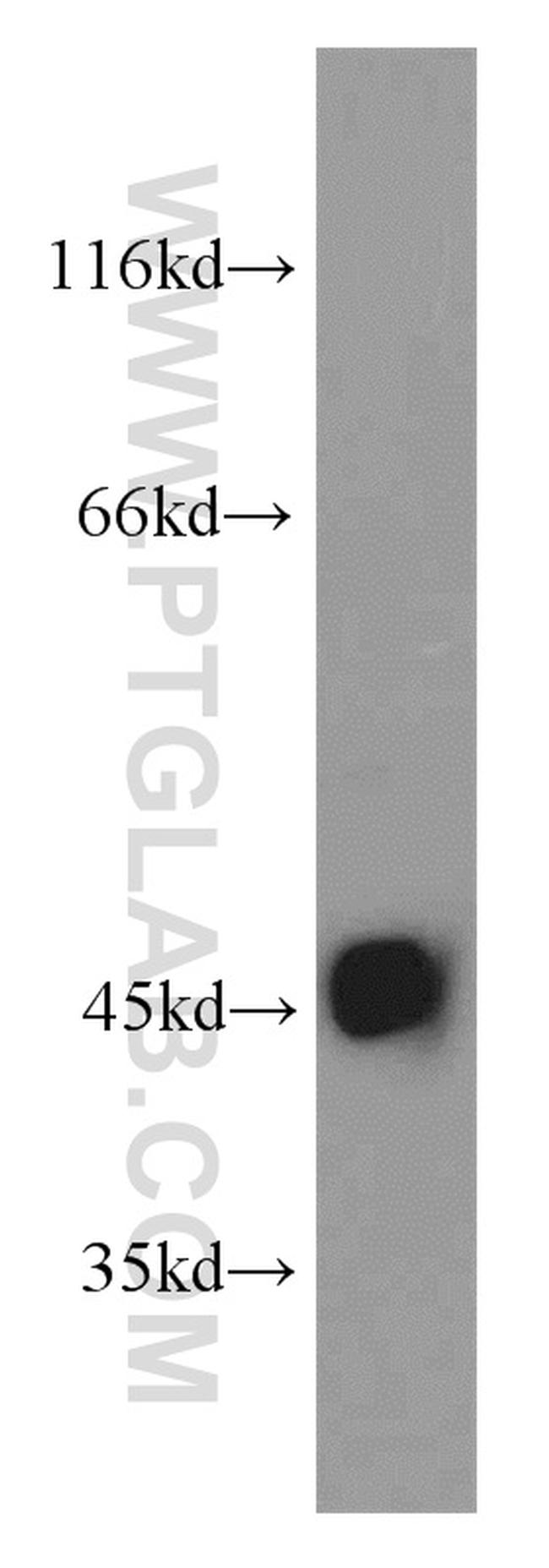 OPRL1 Antibody in Western Blot (WB)