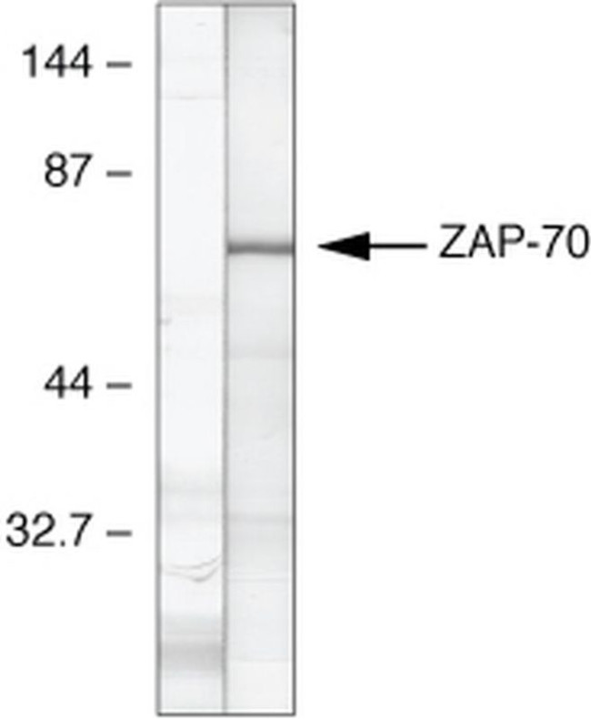 Zap-70 Antibody