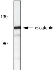 alpha Catenin Antibody in Western Blot (WB)