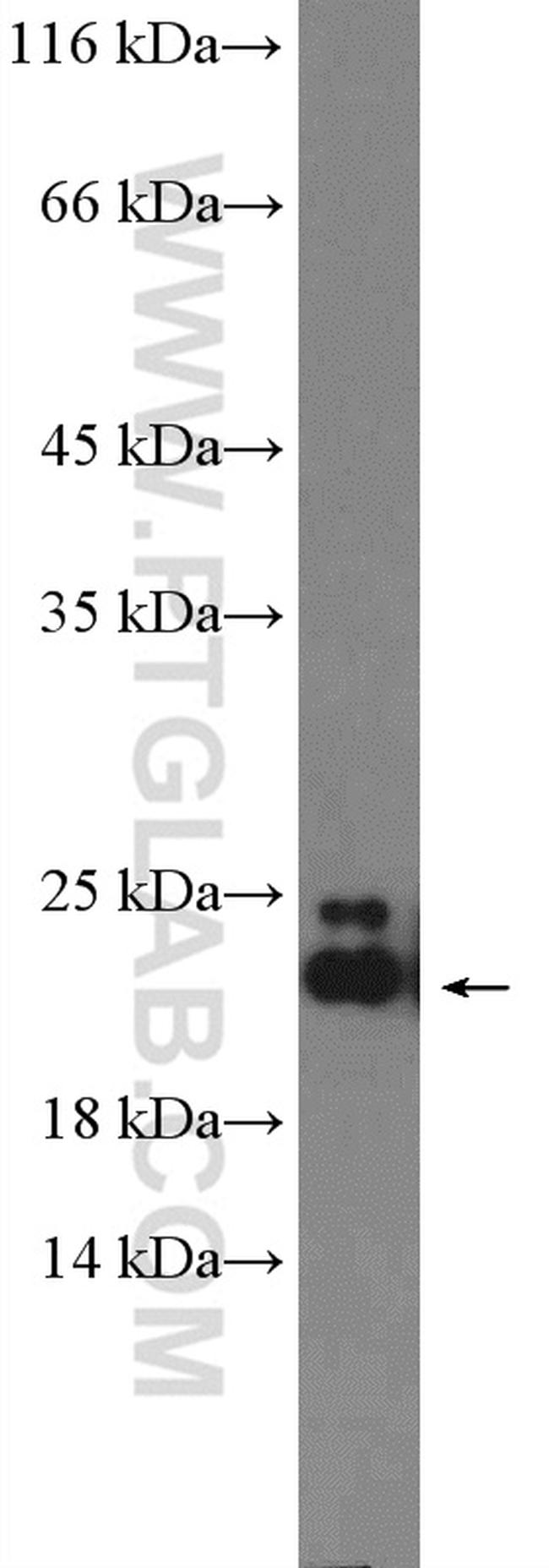 ARL8B Antibody in Western Blot (WB)