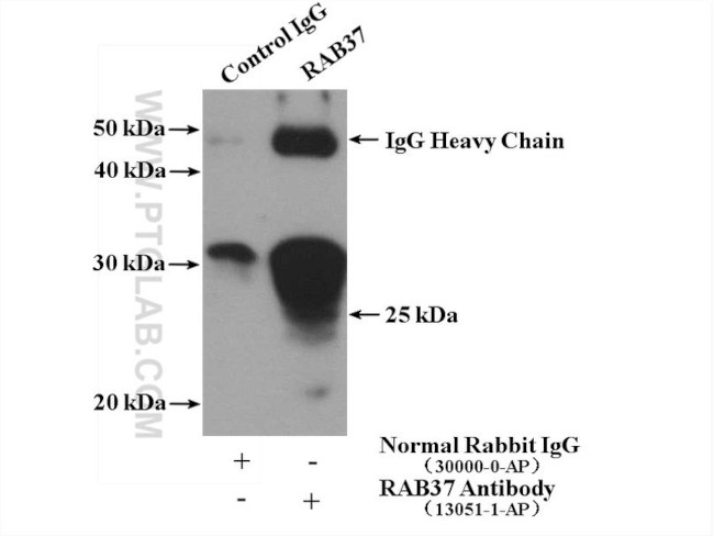 RAB37 Antibody in Immunoprecipitation (IP)
