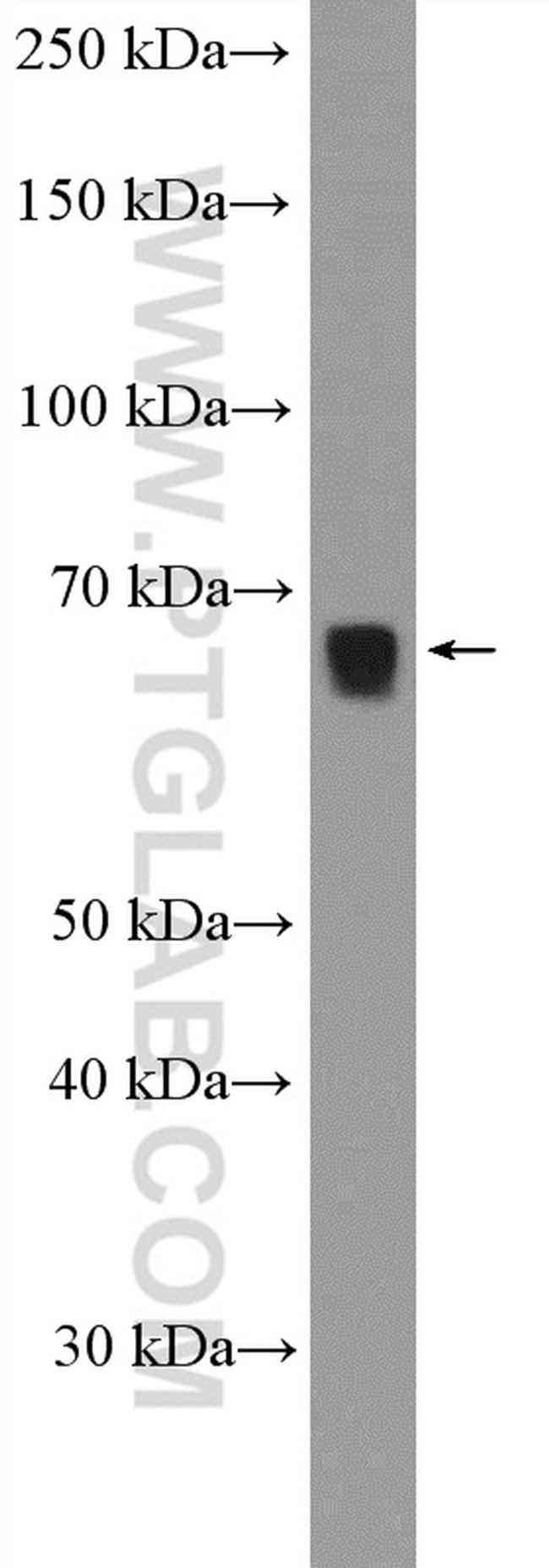 KLF12 Antibody in Western Blot (WB)
