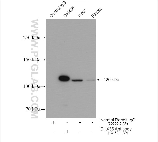 DHX36 Antibody in Immunoprecipitation (IP)