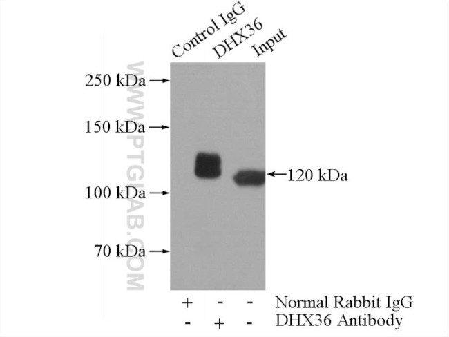 DHX36 Antibody in Immunoprecipitation (IP)