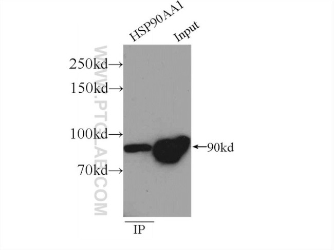 HSP90 Antibody in Immunoprecipitation (IP)