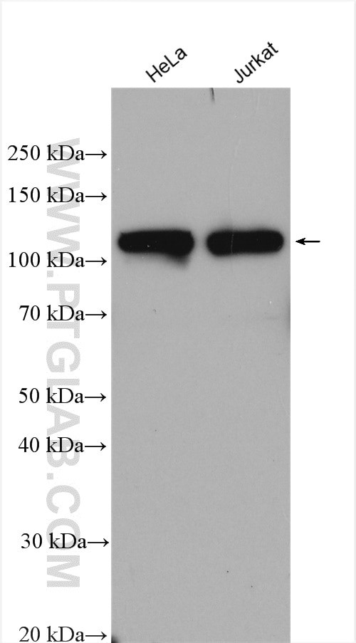 CTAGE1 Antibody in Western Blot (WB)