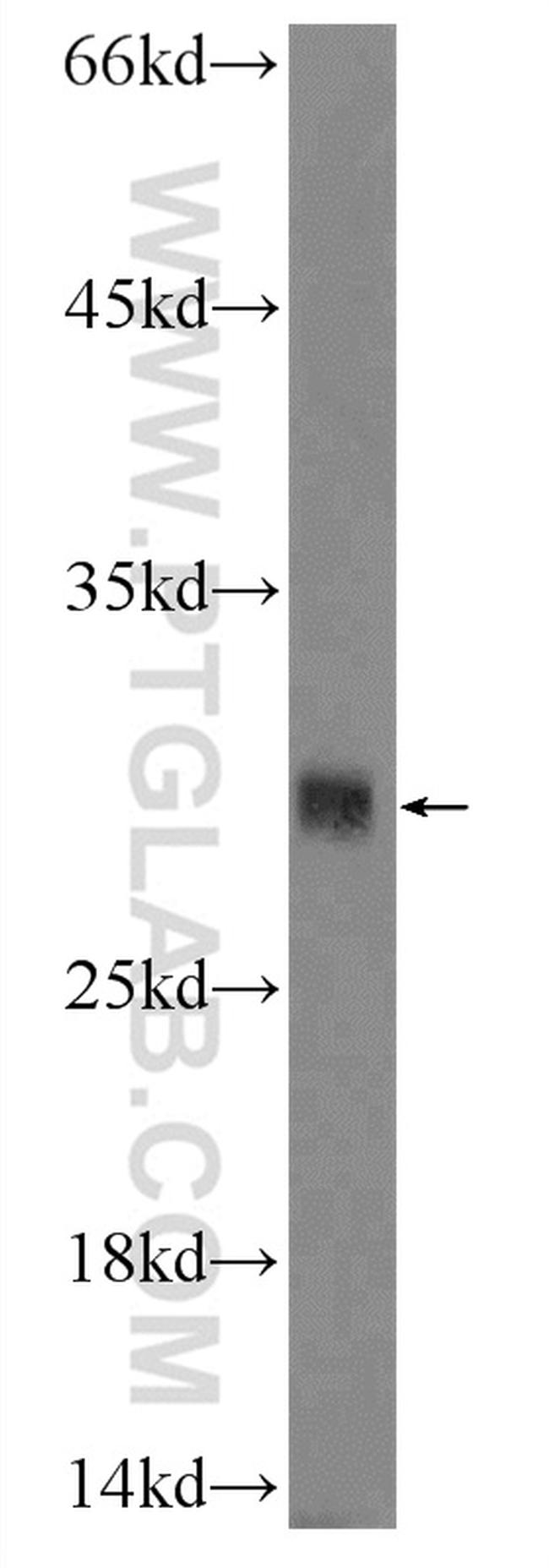CD300LF Antibody in Western Blot (WB)