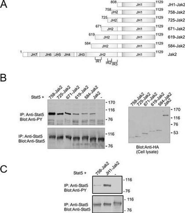 STAT5 alpha Antibody in Western Blot, Immunoprecipitation (WB, IP)
