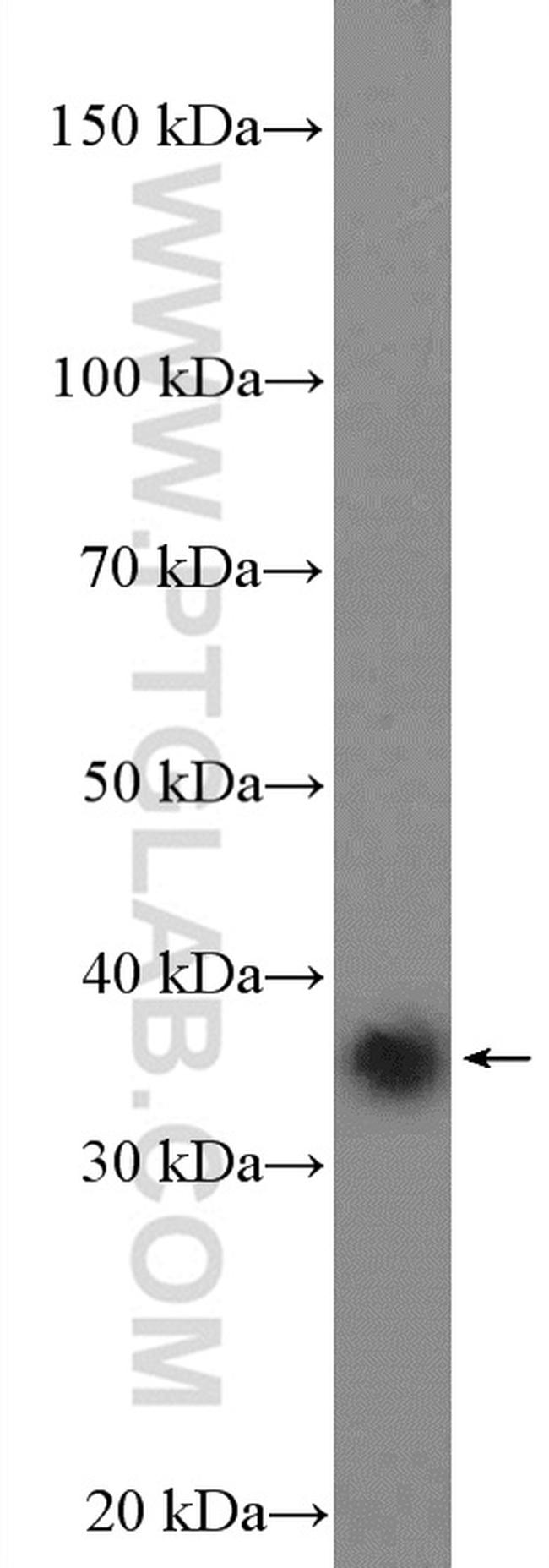 POLR2C Antibody in Western Blot (WB)