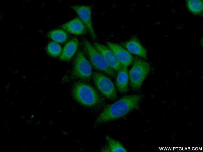 CYP51A1 Antibody in Immunocytochemistry (ICC/IF)