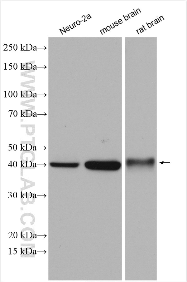 ATX3/ATXN3 Antibody in Western Blot (WB)