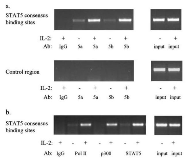 STAT5 beta Antibody in ChIP Assay (ChIP)