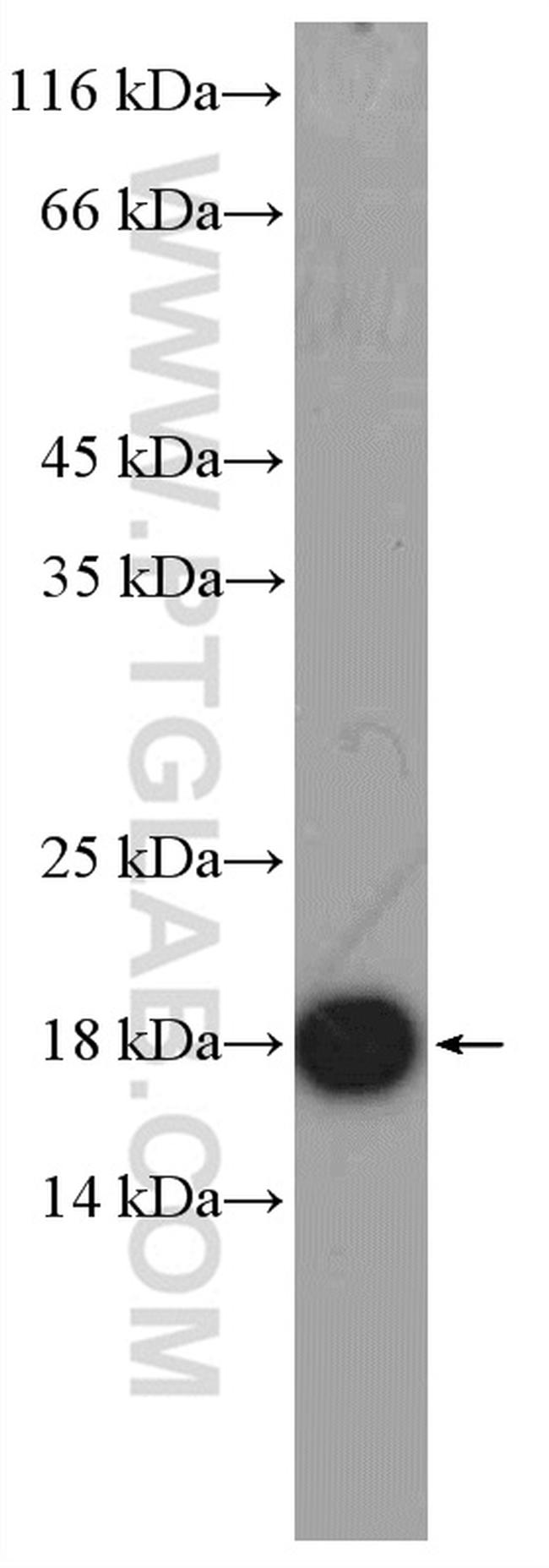GMFG Antibody in Western Blot (WB)