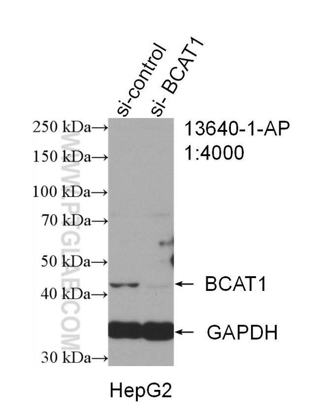 BCAT1/ECA39 Antibody in Western Blot (WB)