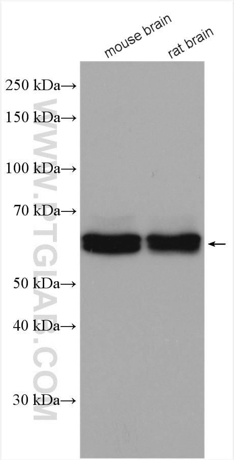 CRMP4 Antibody in Western Blot (WB)