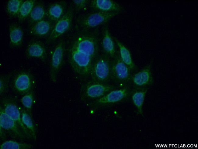 Calpain 11 Antibody in Immunocytochemistry (ICC/IF)