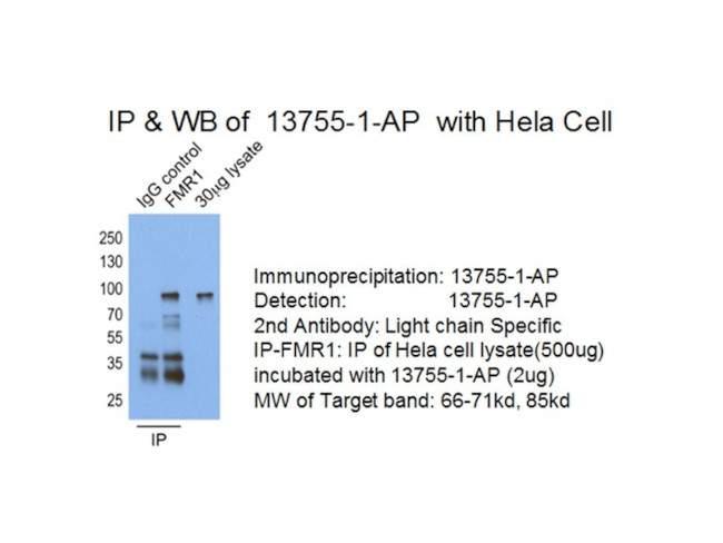 FMRP Antibody in Immunoprecipitation (IP)