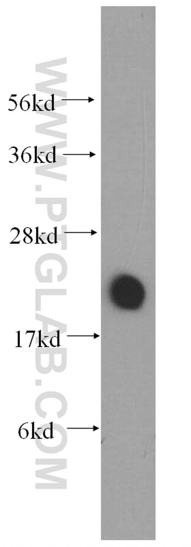 VILIP-1 Antibody in Western Blot (WB)