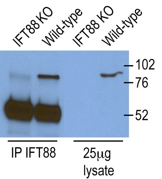 IFT88 Antibody in Immunoprecipitation (IP)