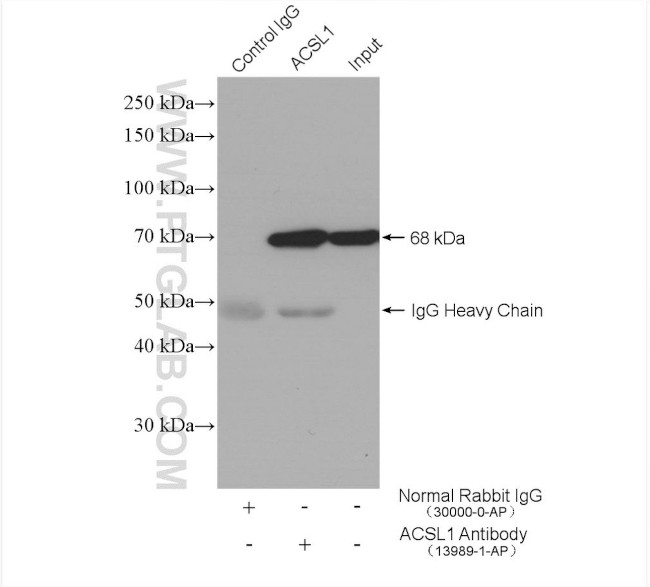 ACSL1 Antibody in Immunoprecipitation (IP)