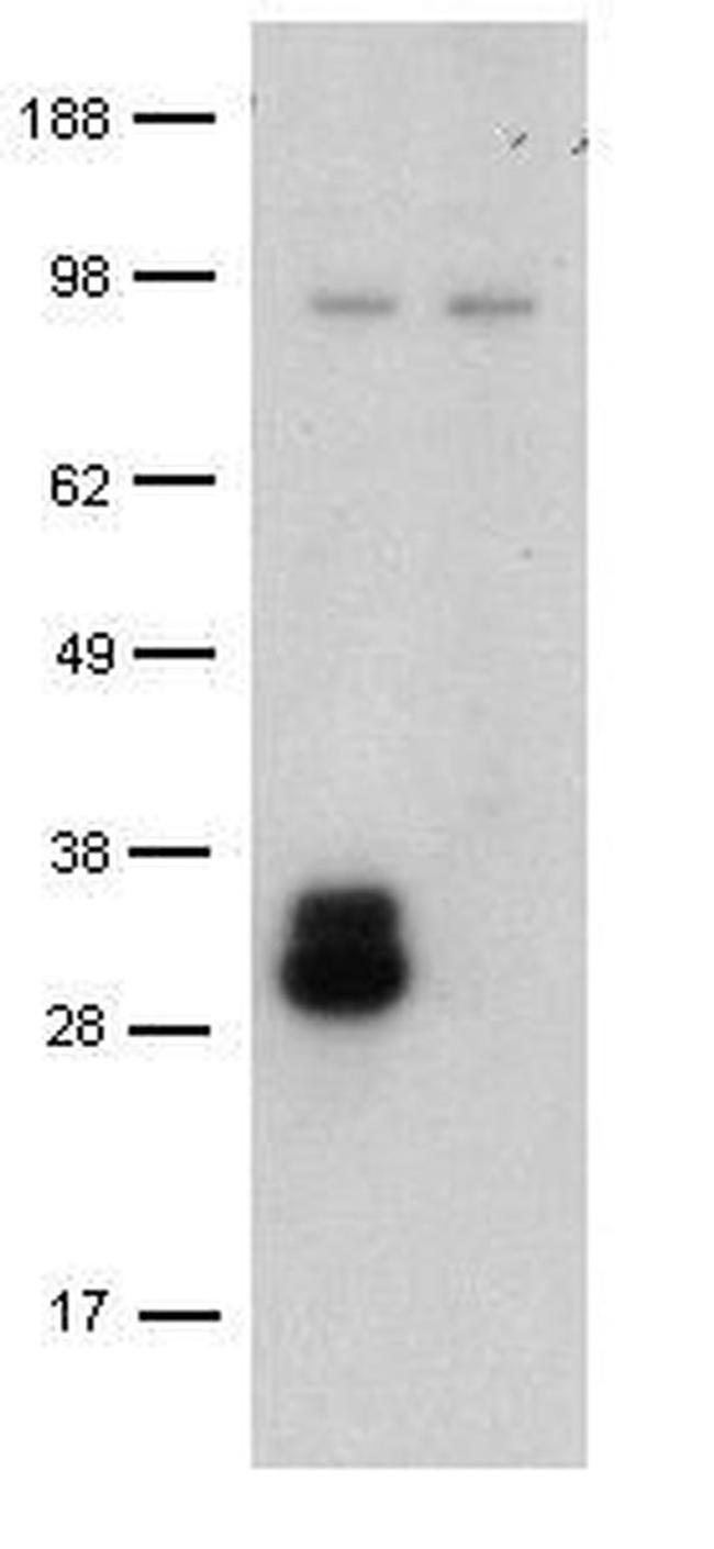CD209a Antibody in Western Blot (WB)