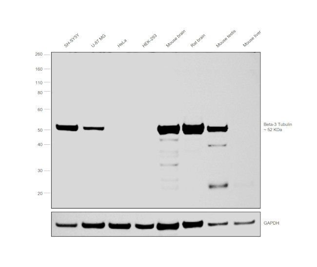 beta-3 Tubulin Antibody