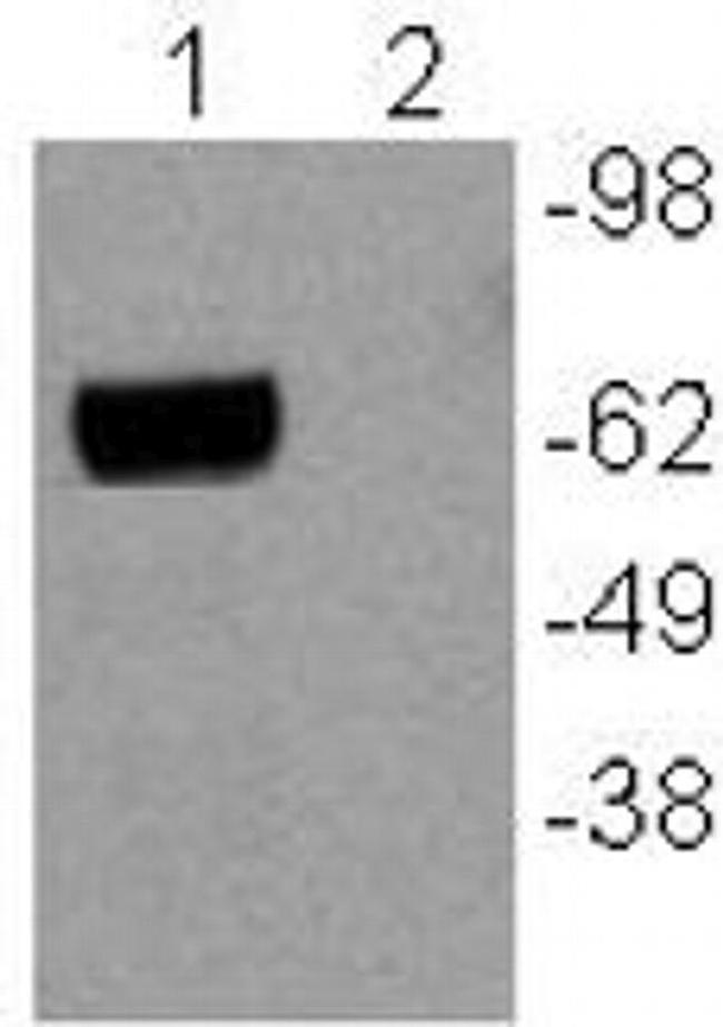 Nur77 Antibody in Western Blot (WB)